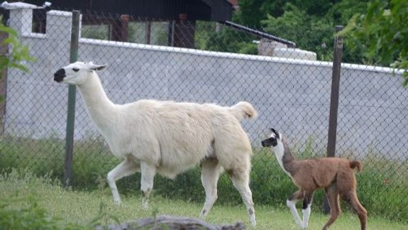 FOTO: Do bratislavskej ZOO pribudli nové mláďatká - pozrite sa, aké sú rozkošné!