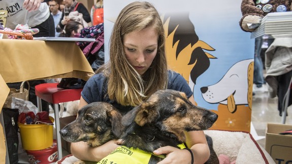 Nájdite sa so zvieratkom z útulku: Pri Auparku si v nedeľu môžete adoptovať psíka i zažiť bohatý program