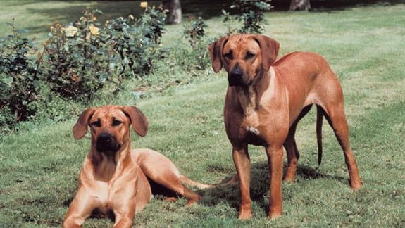 V Dúbravke budú hľadať najsympatickejšieho psa