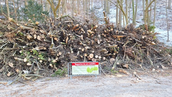 Nie je vyrúbaných  stromov až príliš? Mestské lesy vysvetľujú dôvod veľkého zásahu v lesoparku