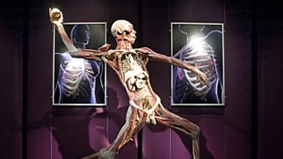 Na výstave Human Body možno spoznať ľudské telo