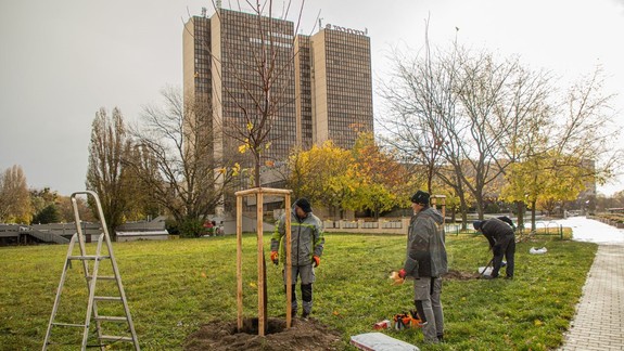 Petržalka odštartovala jesennú výsadbu drevín. Do konca roka ich pribudne presne 129 v 12 lokalitách