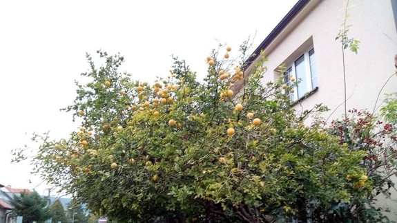 FOTO: Kúsok od Polusu rastú v predzáhradke rodinného domu takéto krásne citróny!