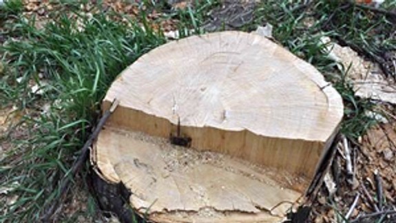 V Karlovej Vsi je pri školách bezpečnejšie