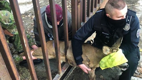 FOTO: Policajti za pomoci hasičov zachránili v Petržalke srnku uviaznutú v plote