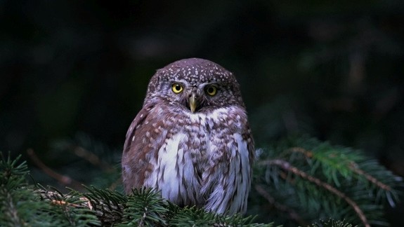 Viete, aký je u nás najpočetnejší vtáčí druh? Pikošky o operencoch, ktoré vás zrejme prekvapia