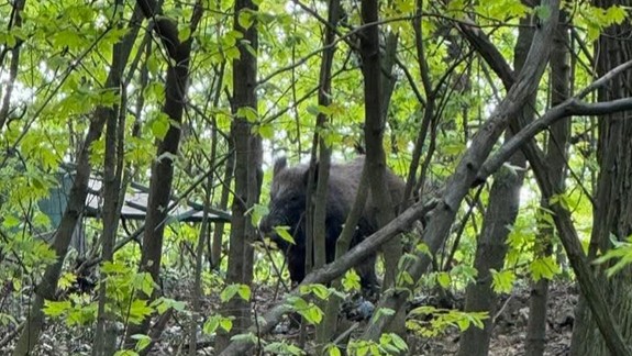 Na Kolibe a Vinohradoch budú poľovať na diviaky, hlavné mesto povolilo ich lov a odchyt