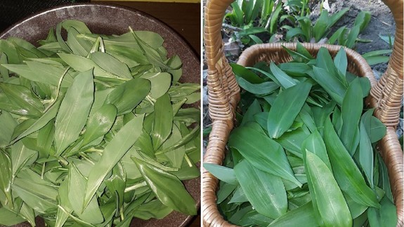 FOTO: Nastáva ideálny čas na zber medvedieho cesnaku - kde všade v Bratislave rastie?