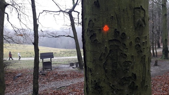 Čo sa deje? Na Kolibe sú  stromy označené na výrub