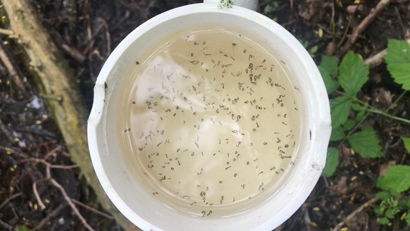 Karlovešťania si môžu na úrade vyzdvihnúť tablety proti komárom