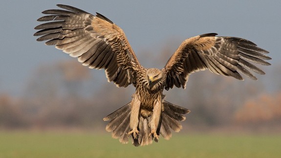 VIDEO: Výsledky zimného sčítania dravcov sú už známe. Viete, koľko u nás narátali napríklad orlov kráľovských?