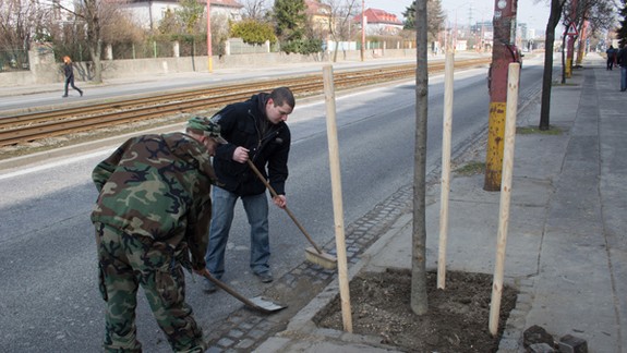 Na Račianskej ulici vysadili spolu 32 stromov