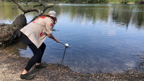 Vedeli ste? Ešte sa môžete pridať k lovcom komárov a nahlasovať liahniská v Bratislave