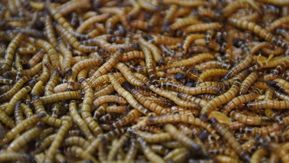 Hygienici informujú: Prášok z lariev múčneho červa sa môže pridávať do niektorých potravín, napríklad pečiva