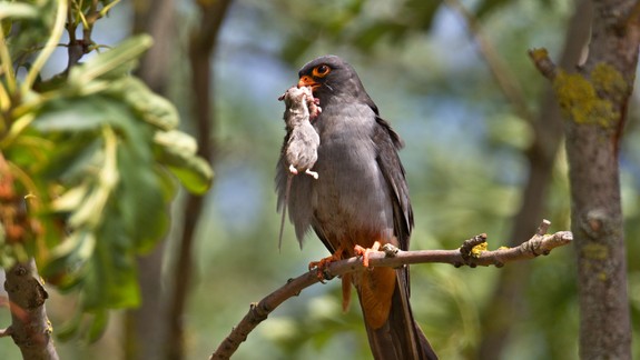 FOTO: Vzácny sokol červenonohý bojoval tento rok s nedostatkom potravy