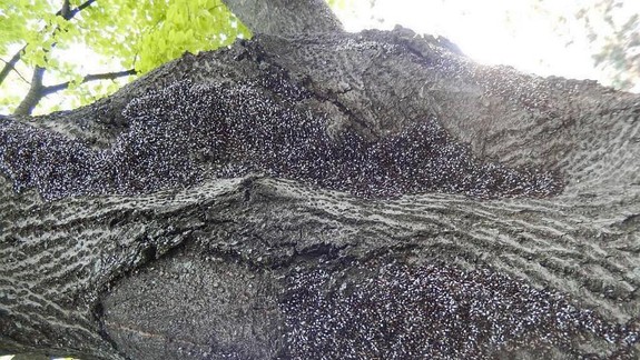 Ako vo filme: Invázia chrobákov v Bratislave. Čo sa to deje?