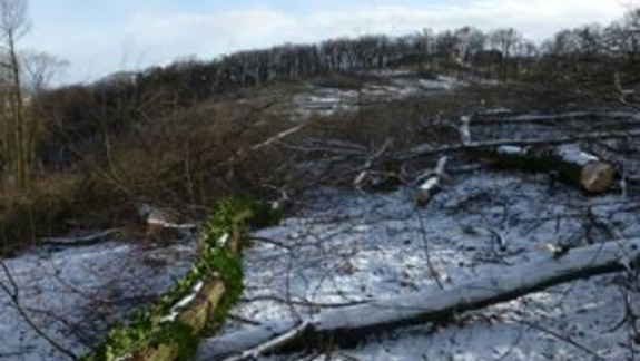 Výrub stromov na Kolibe rieši prokuratúra