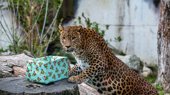 V bratislavskej ZOO uhynul leopard cejlónsky - samček Wanja mal 17 rokov...