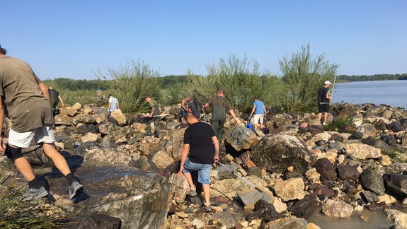 FOTO a VIDEO - Uviaznuté ryby: Po uzatvorení hatí v Čunove rybári zachránili takmer stovku rýb