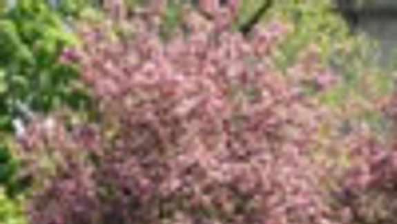 Stromy a kríky vysadia na Jungmannovej