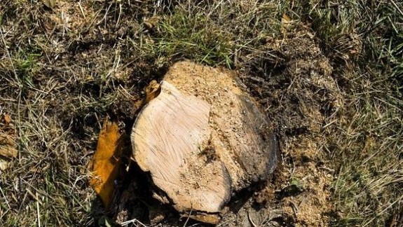 Vyrúbu staré a suché stromy pozdĺž Cesta na Kamzík