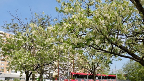 Ako dopadlo stretnutie u primátora, na ktorom riešili predĺženie električkovej trate do Petržalky?