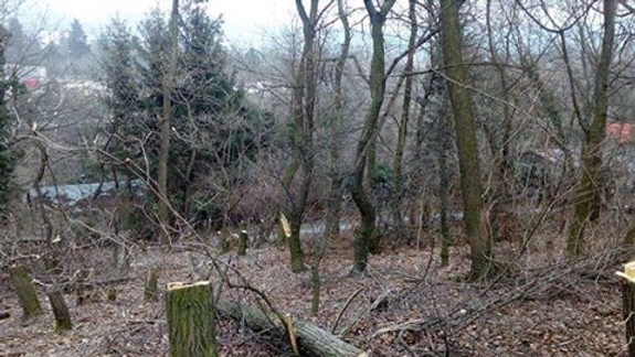 V lokalite Polianky niekto rúbe stromy