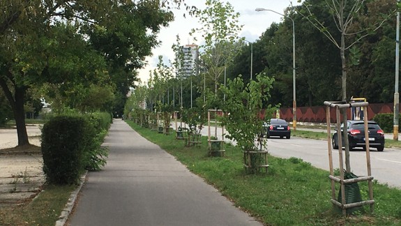 Od stromovej aleje na Panónskej muselo mesto upustiť. Prečo?