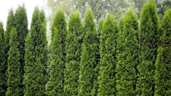 Zo záhrady na Ulici svornosti zmizlo 13 dvojmetrových tují