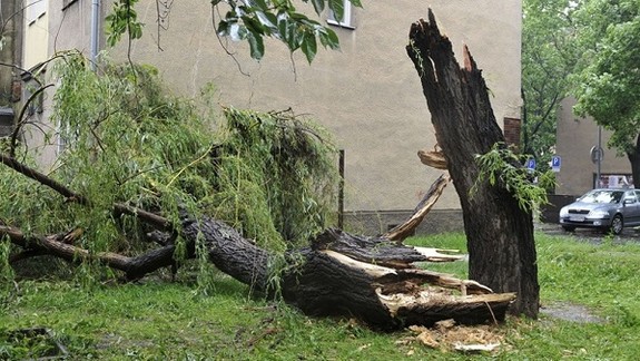 Bratislava pre očakávaný silný vietor neodporúča ľuďom pohyb pod stromami