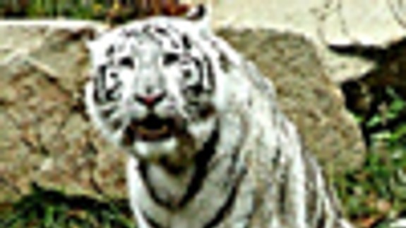 V Zoo Bratislava zomrelo mláďa bieleho tigra