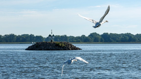 V Hrušovskej zdrži potvrdili veterinári u labute nákazu vírusom vtáčej chrípky