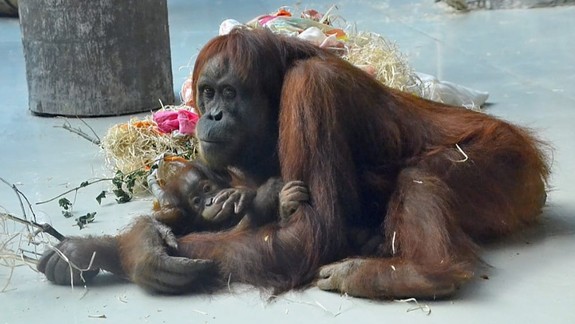 Športom môžete opäť pomôcť primátom v bratislavskej zoologickej záhrade