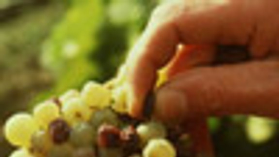 Na úbočiach Malých Karpát začali oberať hrozno