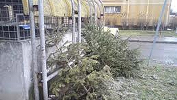 Tipnete si, koľko ton vyhodených vianočných stromčekov už vyzbierali v hlavnom meste?