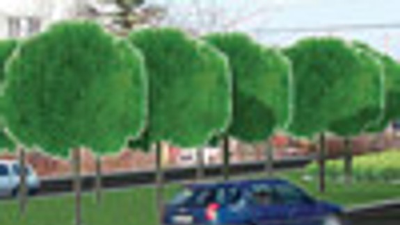 Na Trnavskej ulici pribudne dopravná zeleň