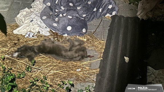 Hrozné: Žena vo Veľkých Levároch vyhladovala svojho psa na smrť