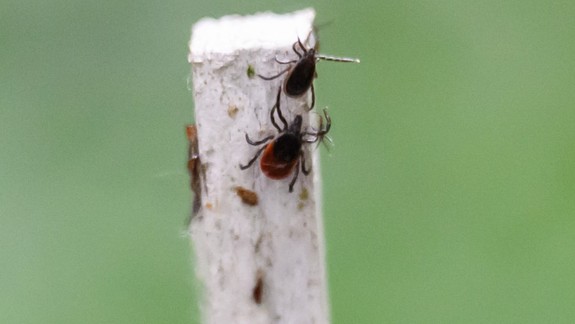 Radíme: Ako ochrániť psov pred kliešťami?