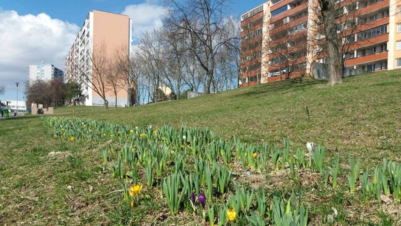 V bratislavskej Dúbravke pribúdajú kvetinové záhony aj stromové aleje