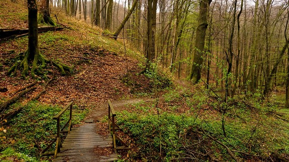 Mestská polícia pripomína zákaz voľného pohybu psov v lesoparku