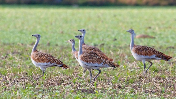 ROZHOVOR Ochranár Tomáš Veselovský: Vzácne dropy nám čoskoro pripravia krásne divadlo