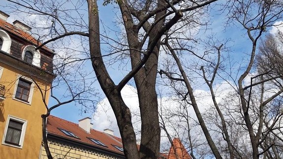 Na Jakubovom námestí počas budúceho týždňa vyrúbu strom
