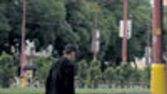 Zlodeji ukradli čerstvo vysadené stromčeky