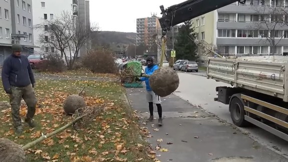 VIDEO: V Dúbravke vysadia na verejných plochách počas jesene vyše 80 stromov