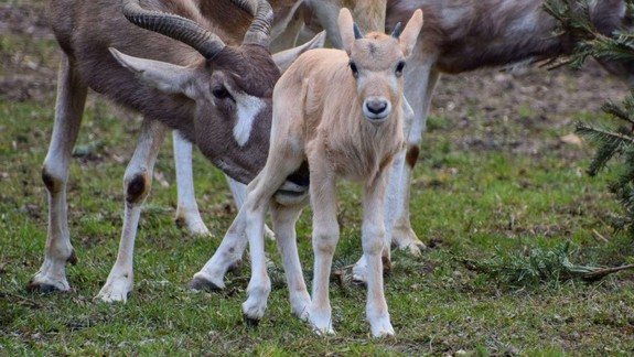 Na Bratislavské mestské dni pripraví zoo trojicu zážitkových ostrovov
