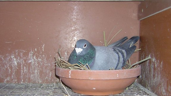 Čo treba robiť, ak ste objavili na balkóne alebo lodžii holubie hniezdo?