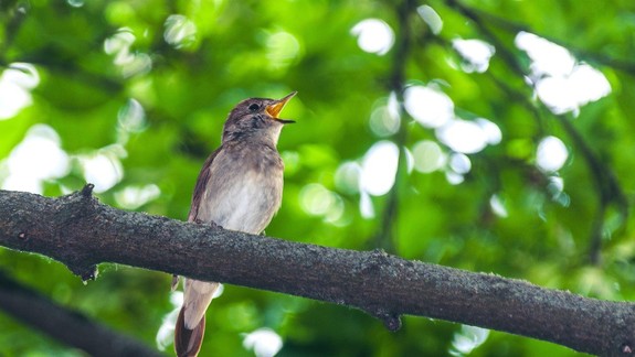 Odborníci radia: Najvhodnejšou potravou pre väčšinu vtákov na kŕmidlách sú olejnaté semená