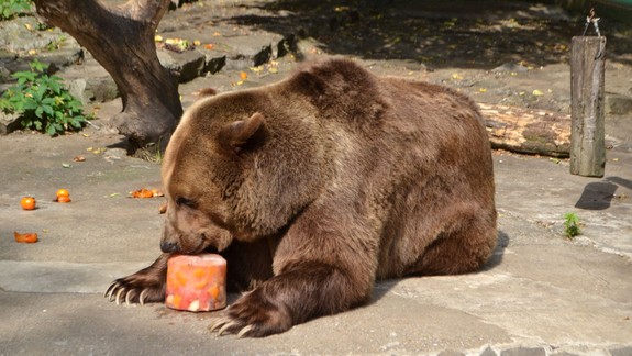 Horúčavy v ZOO: Šimpanzy či medvede hnedé sa ochladzujú konzumáciou vychladeného melóna