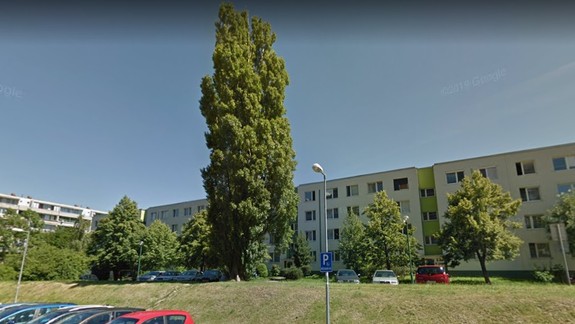 V Karlovej Vsi pribudnú ďalšie kvitnúce lúky