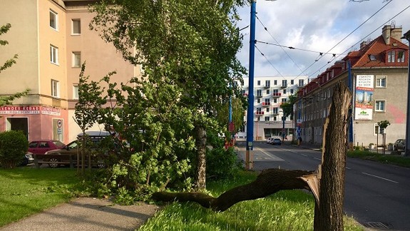 FOTO: V Ružinove sa snažia mať pod kontrolou nebezpečné stromy 